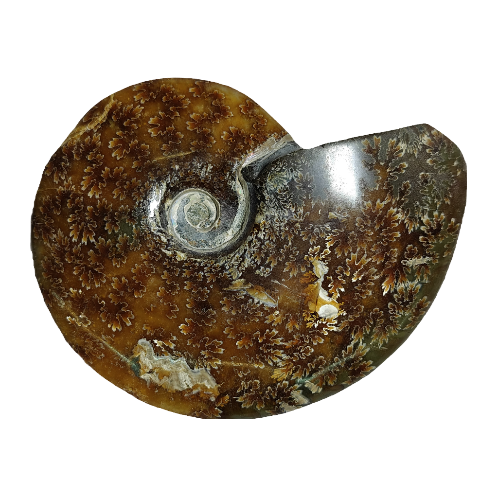 Ammonite (Cleoniceras)