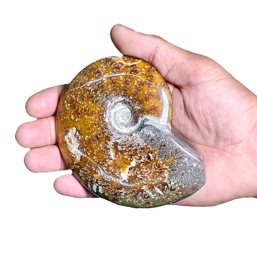 Ammonite (Cleoniceras)