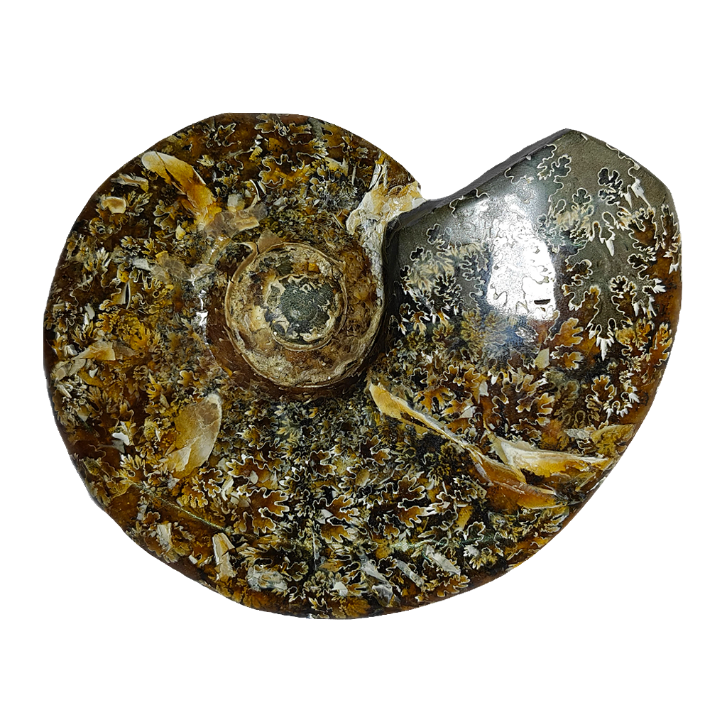 Ammonite (Cleoniceras)