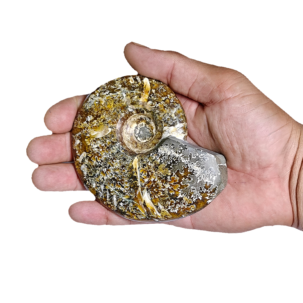 Ammonite (Cleoniceras)