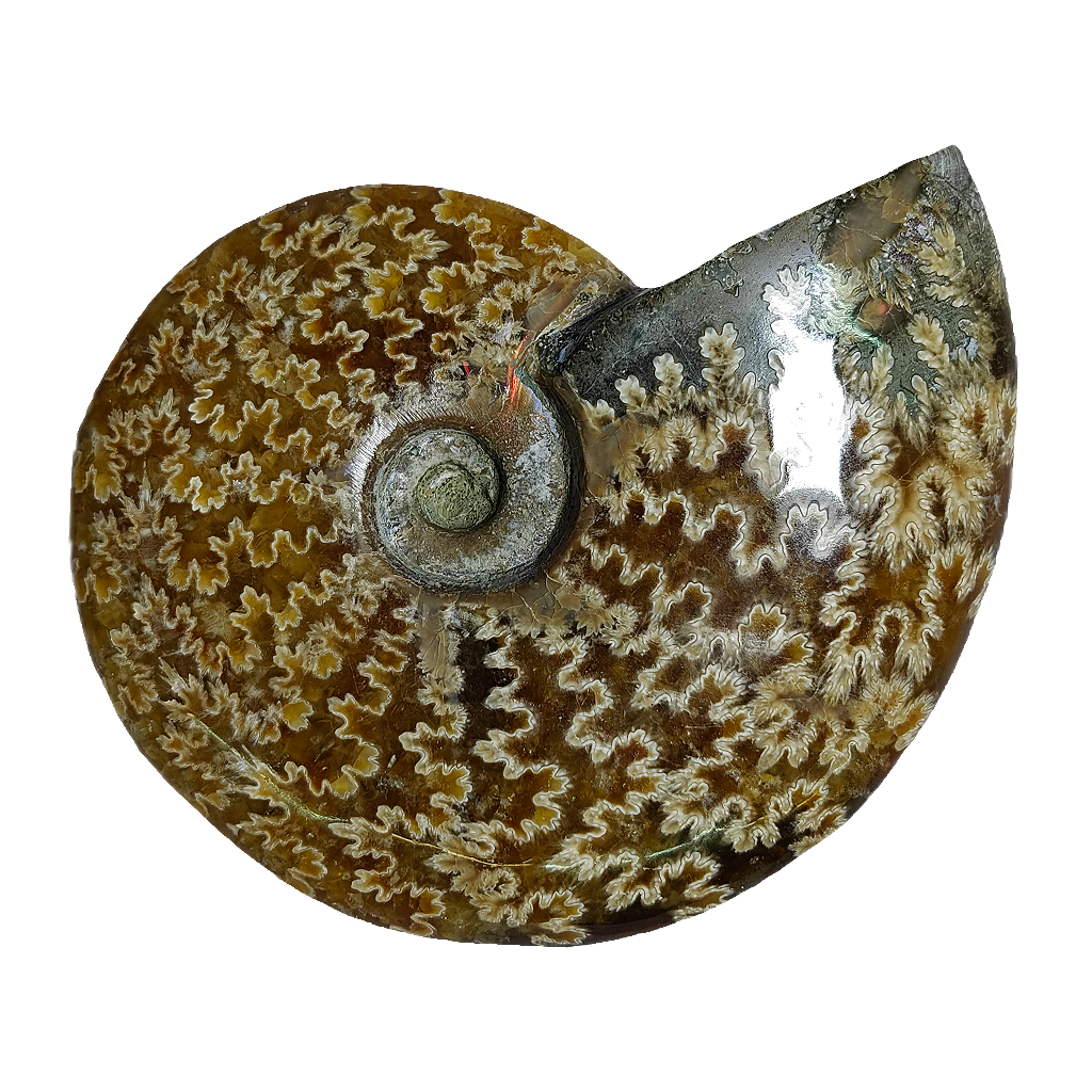 Ammonite (Cleoniceras)