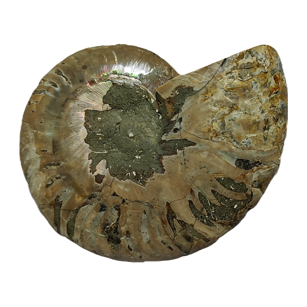 Ammonite (Cleoniceras) Sliced
