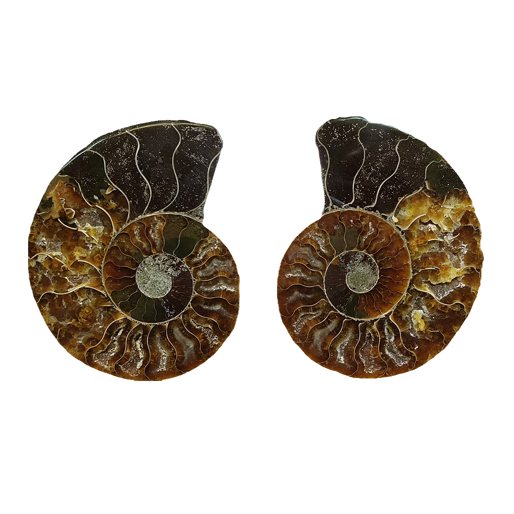 Ammonite (Cleoniceras) Sliced