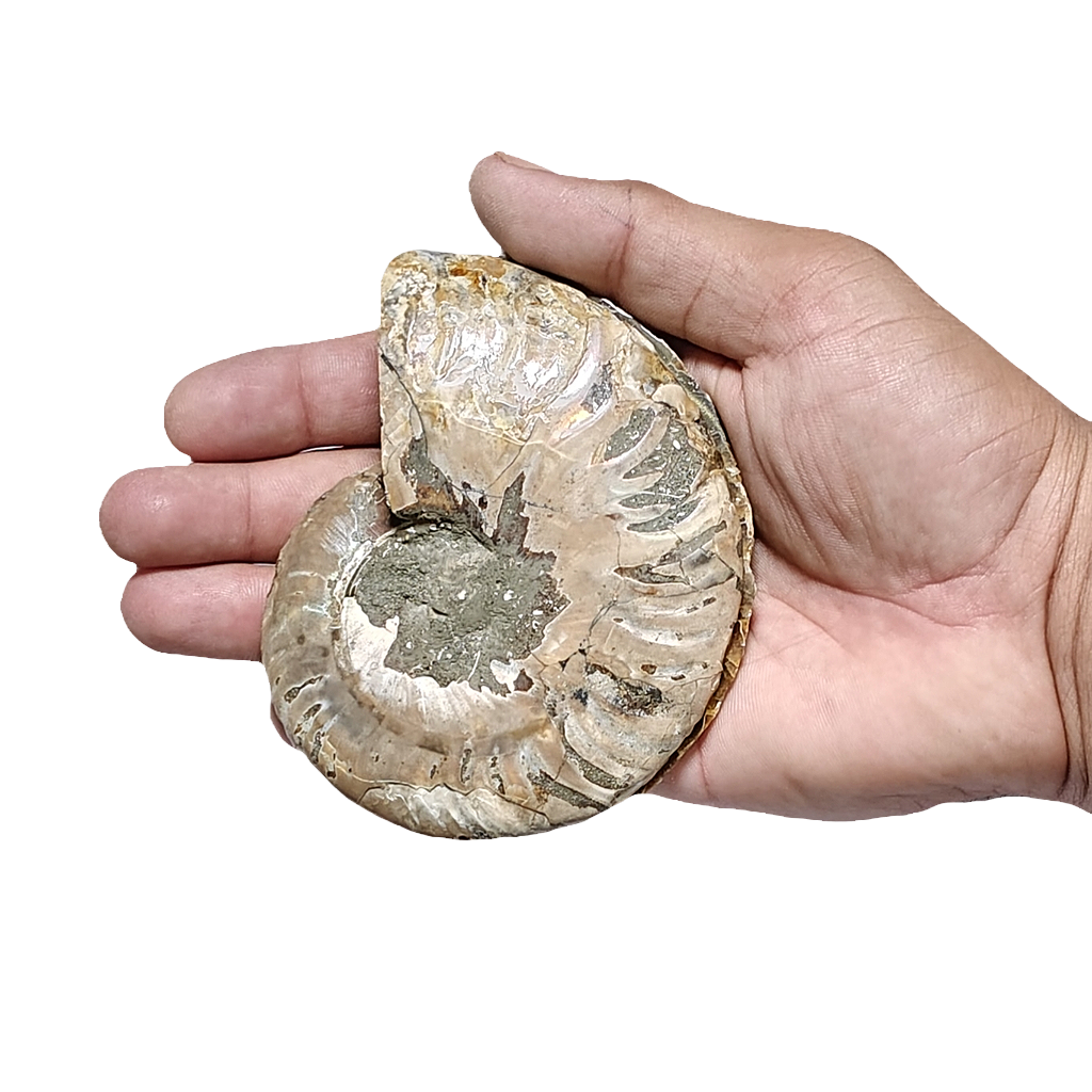 Ammonite (Cleoniceras) Sliced