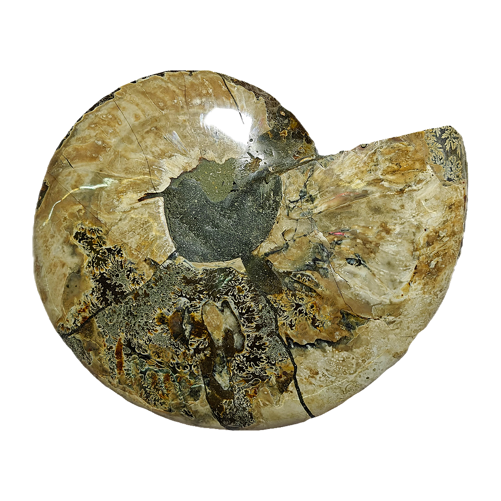 Ammonite (Cleoniceras) Sliced