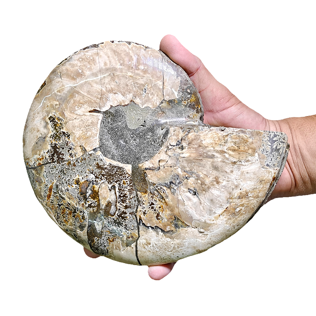 Ammonite (Cleoniceras) Sliced