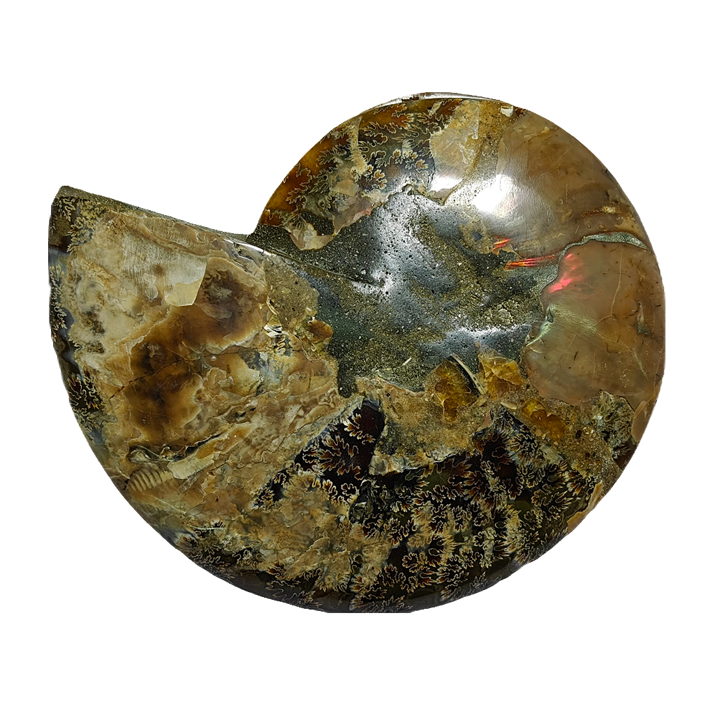 Ammonite (Cleoniceras) Sliced