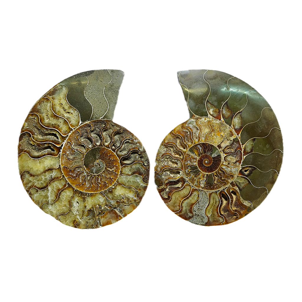 Ammonite (Cleoniceras) Sliced