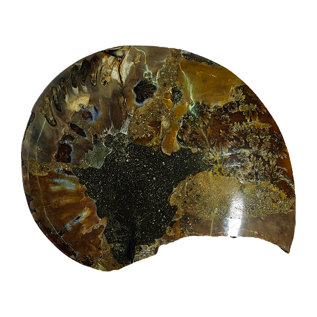 Ammonite (Cleoniceras) Sliced