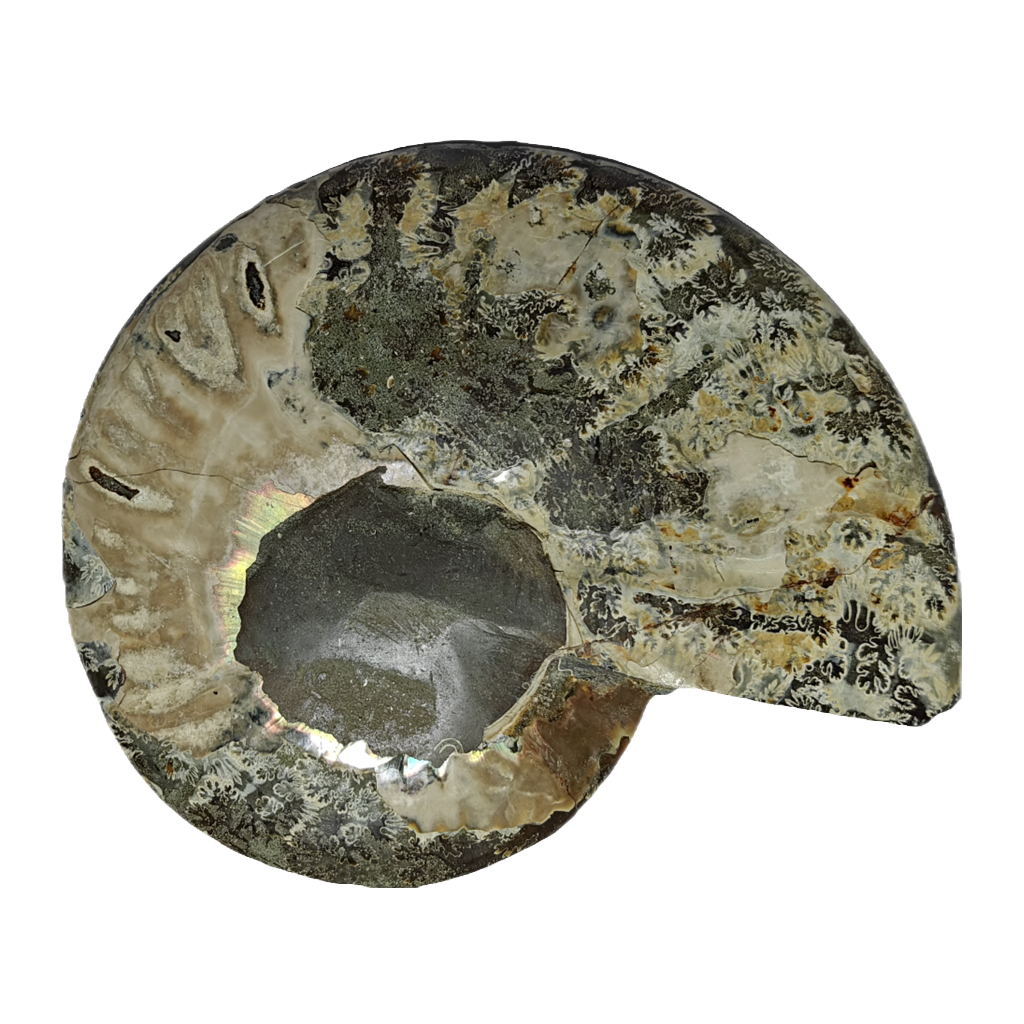 Ammonite (Cleoniceras) Sliced