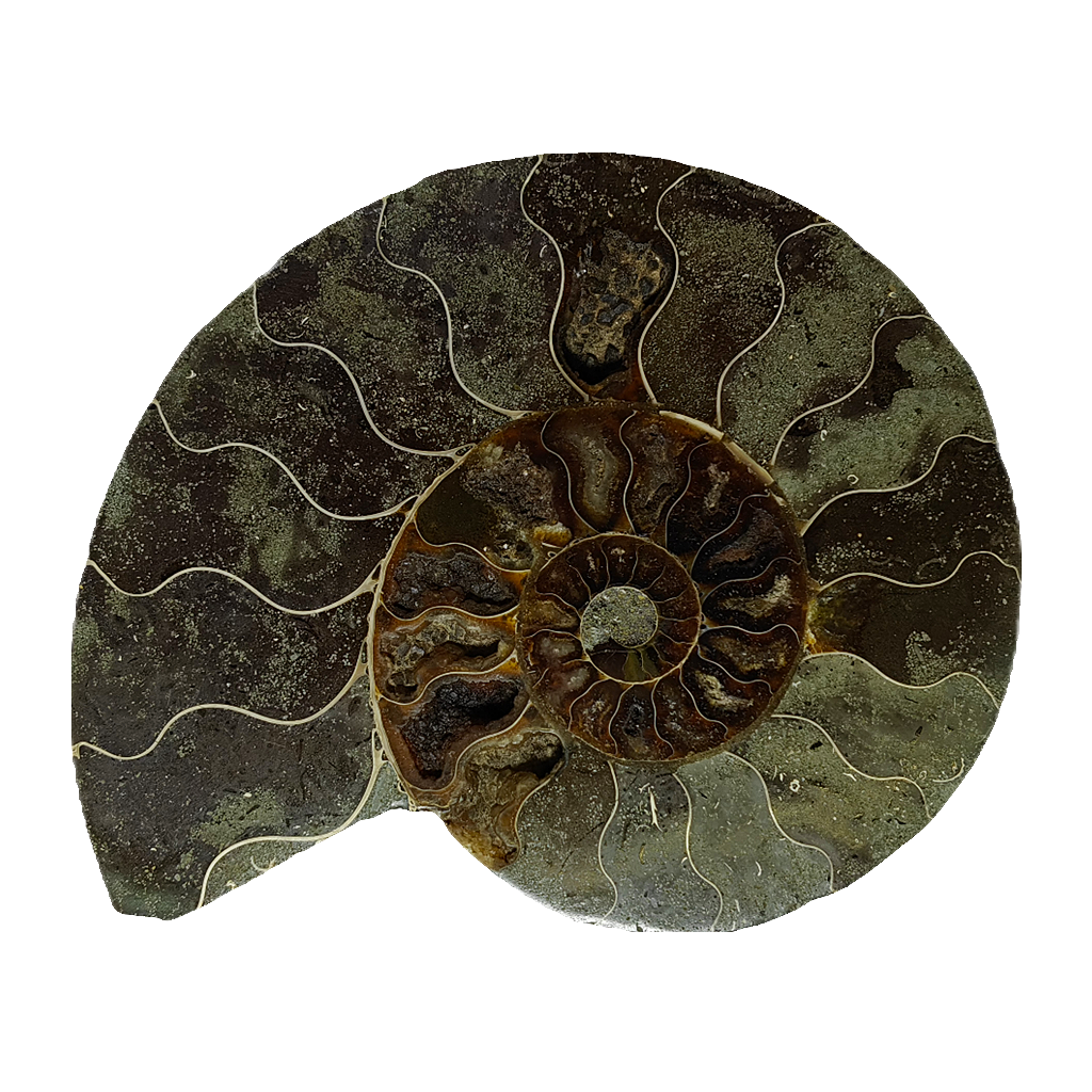 Ammonite (Cleoniceras) Sliced