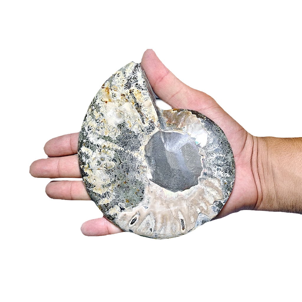 Ammonite (Cleoniceras) Sliced