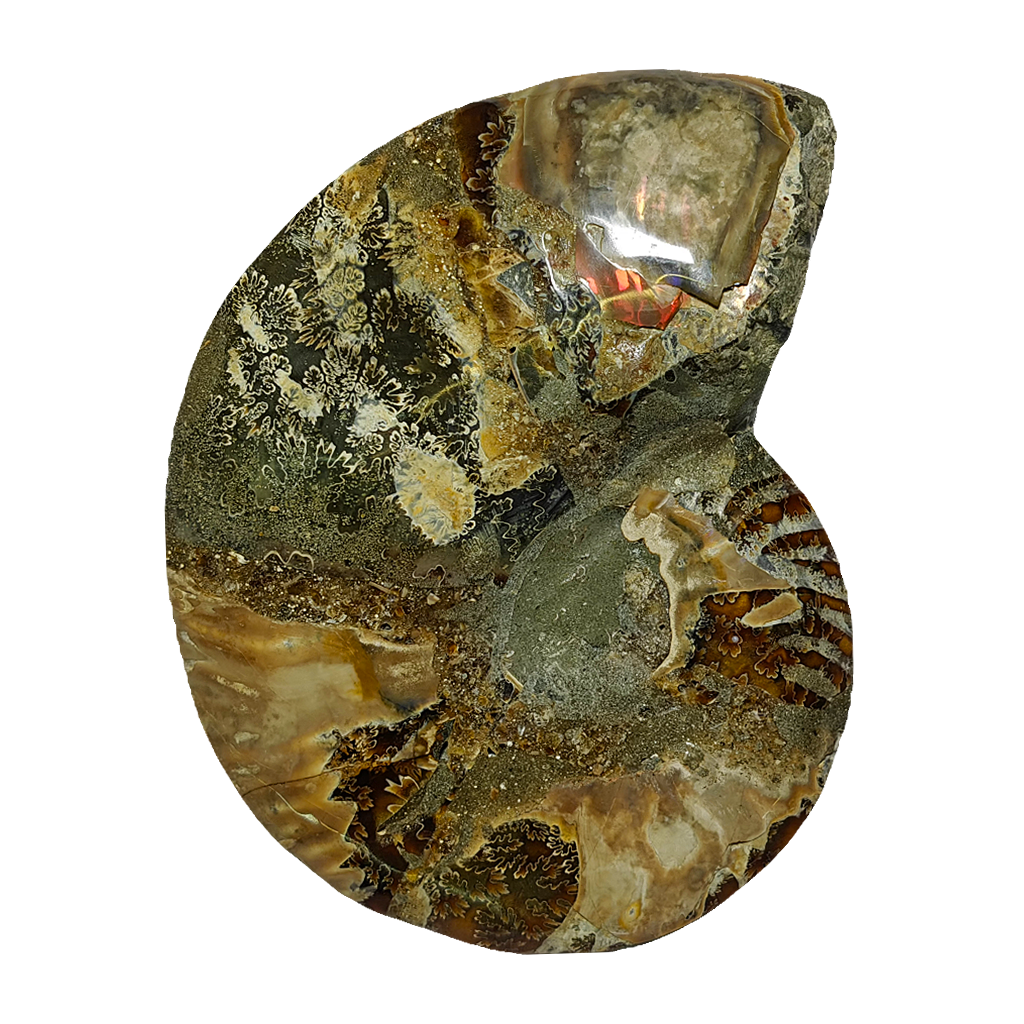Ammonite (Cleoniceras) Sliced
