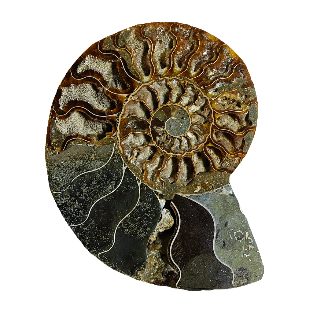Ammonite (Cleoniceras) Sliced
