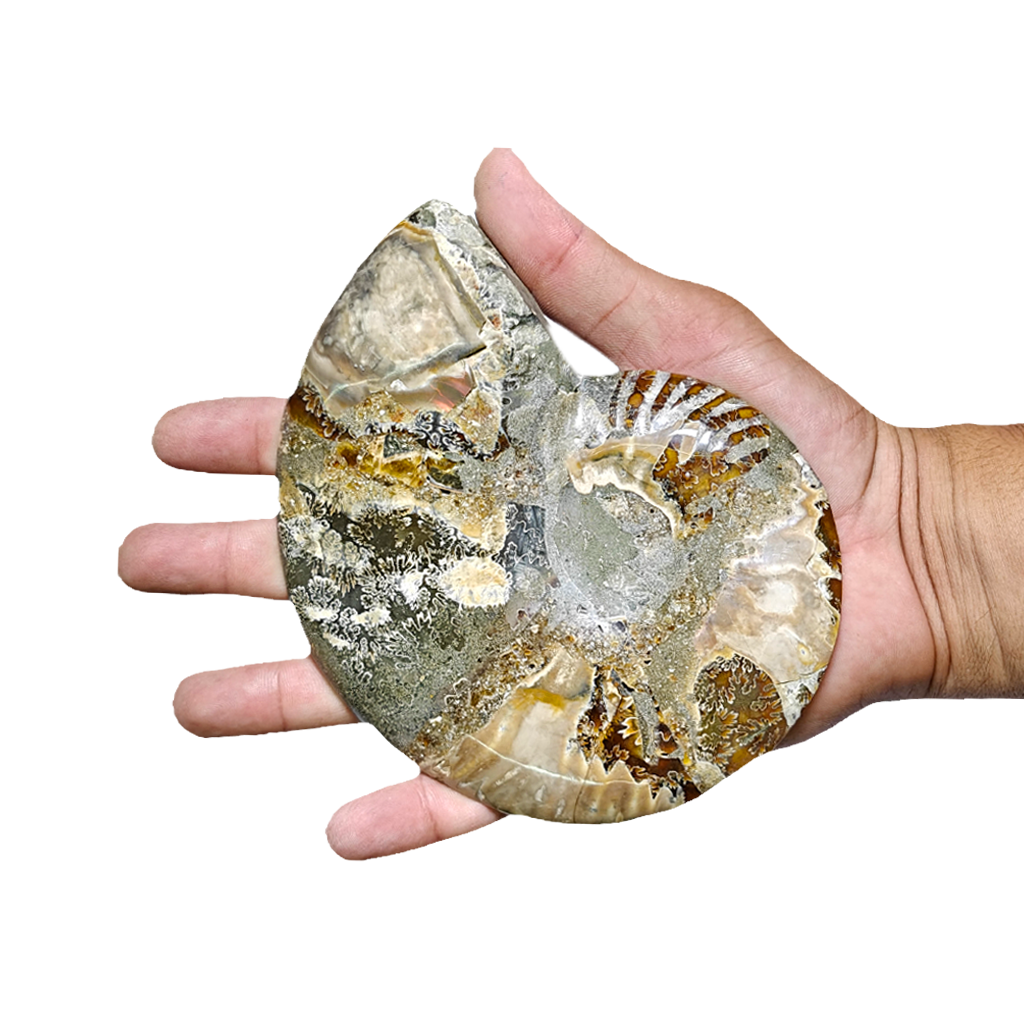 Ammonite (Cleoniceras) Sliced