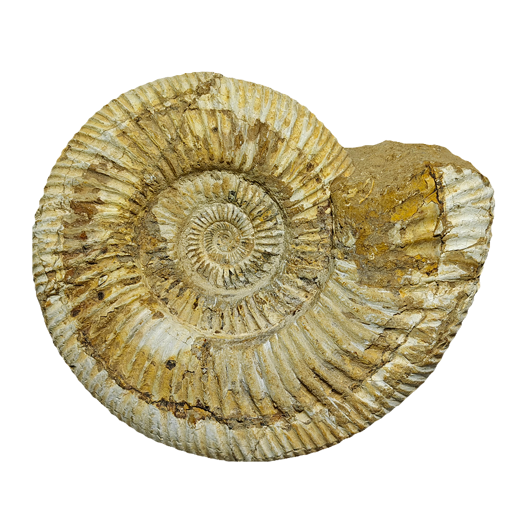 Jurassic Ammonite