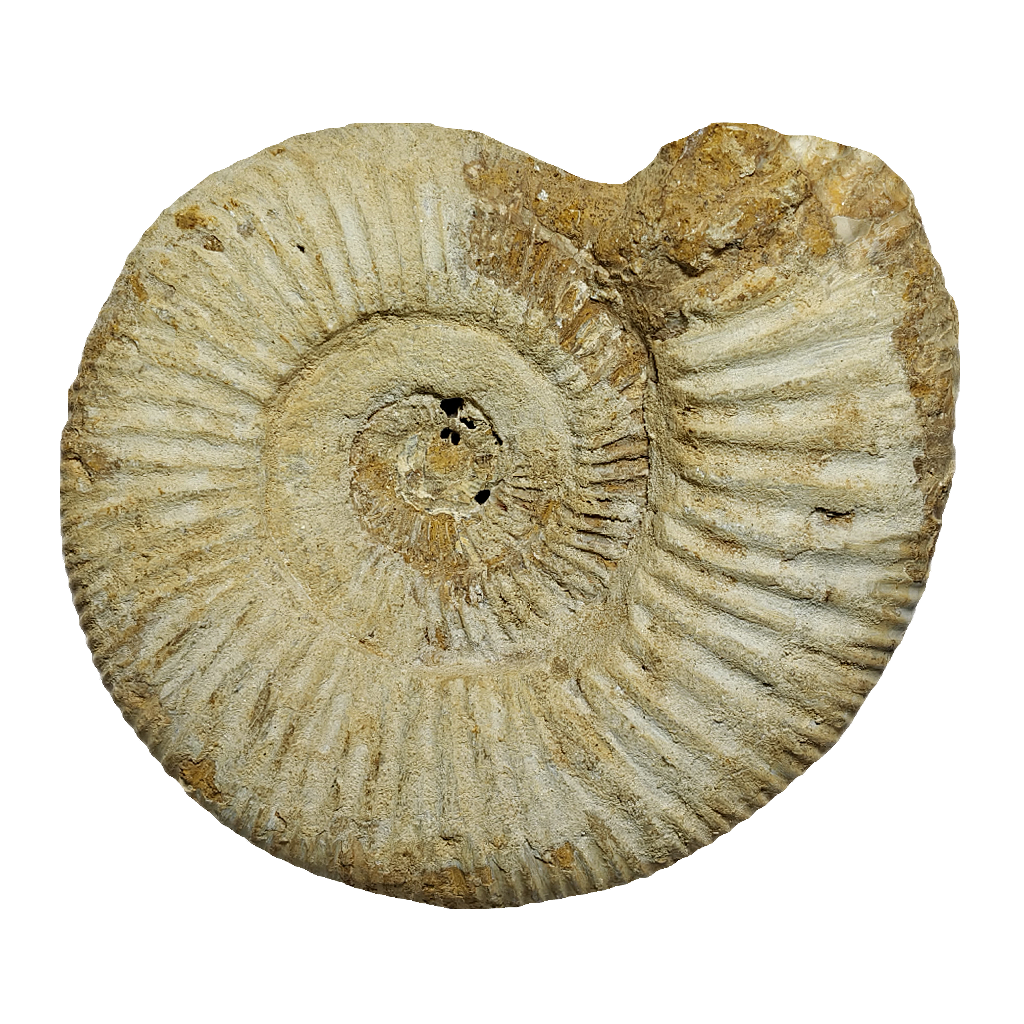 Jurassic Ammonite