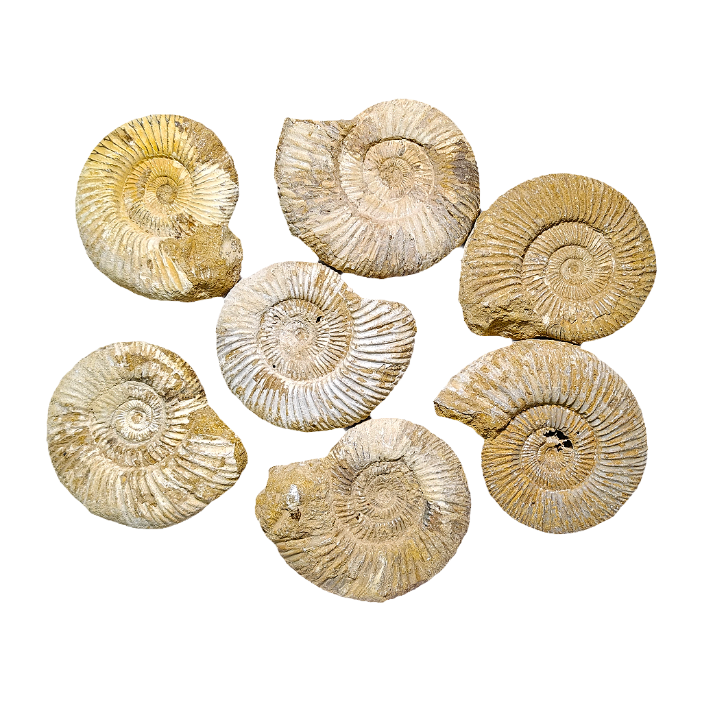 Jurassic Ammonite