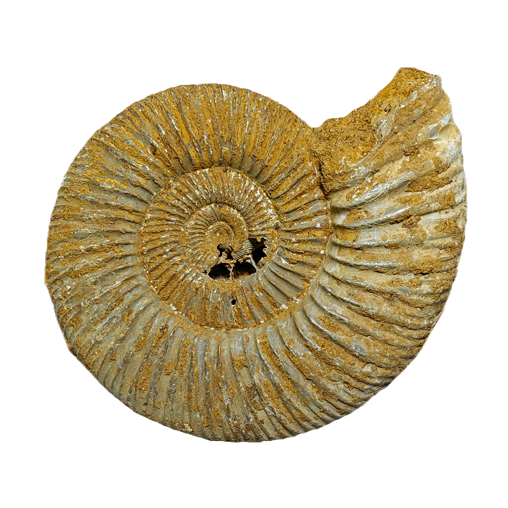 Jurassic Ammonite