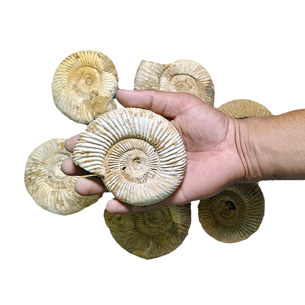 Jurassic Ammonite