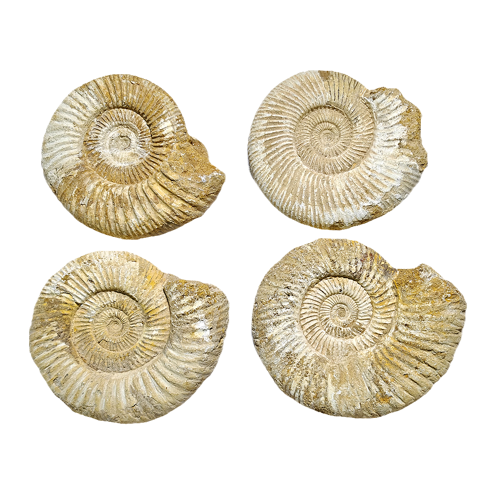 Jurassic Ammonite