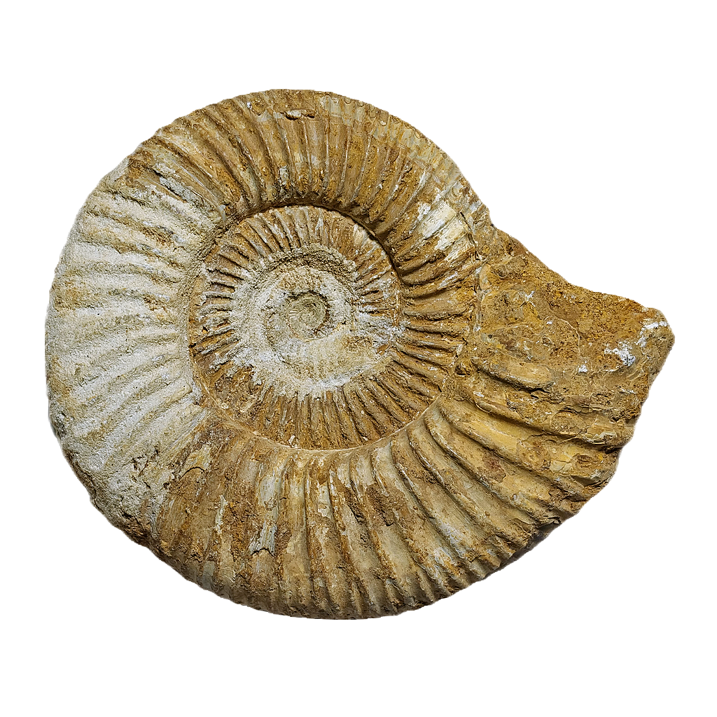 Jurassic Ammonite