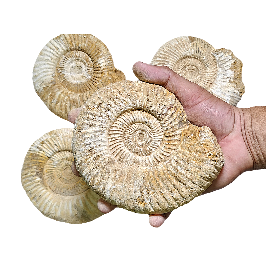 Jurassic Ammonite