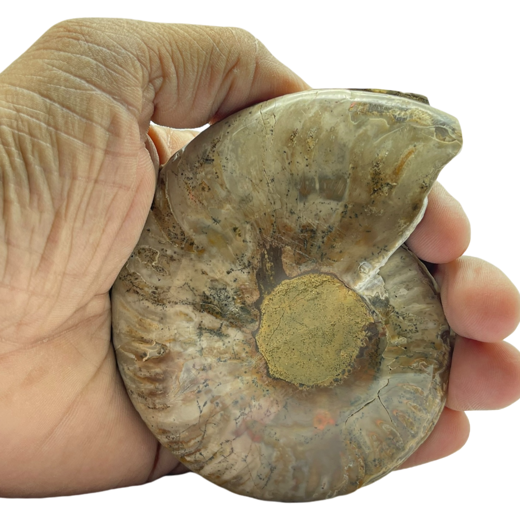 Ammonite (Cleoniceras) Sliced