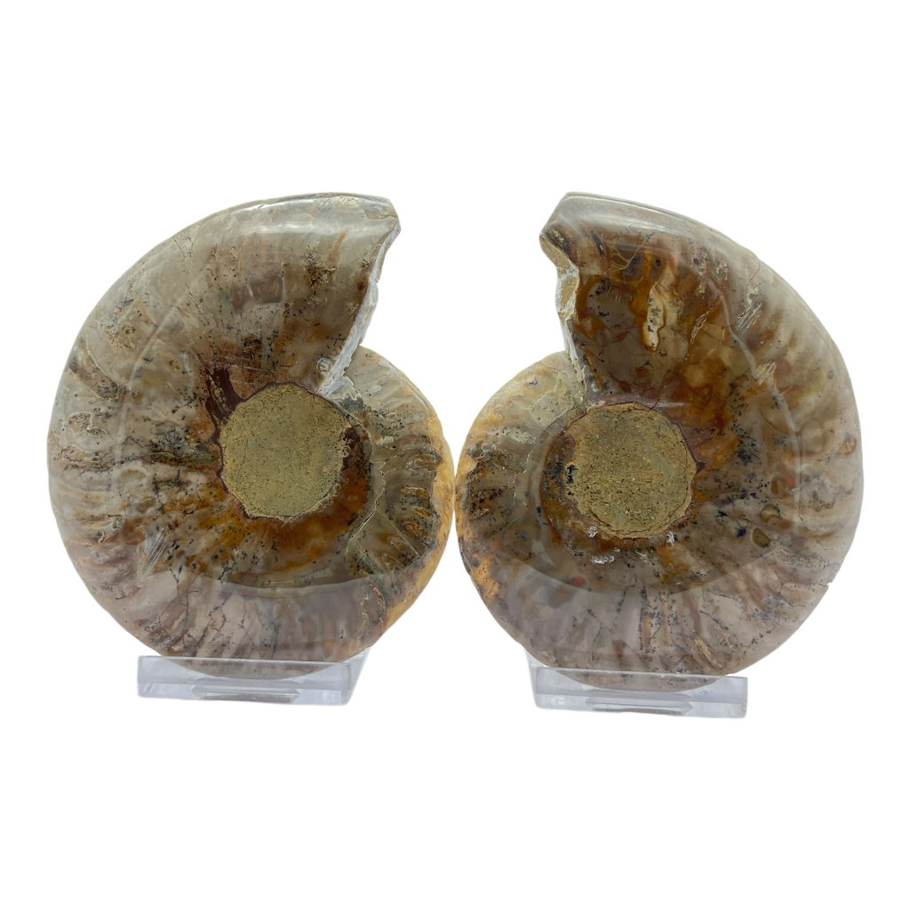 Ammonite (Cleoniceras) Sliced