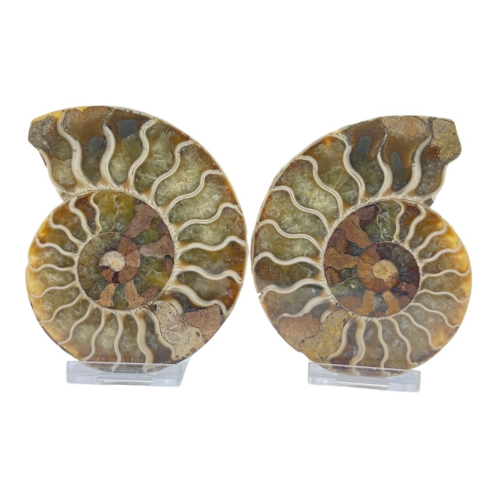 Ammonite (Cleoniceras) Sliced