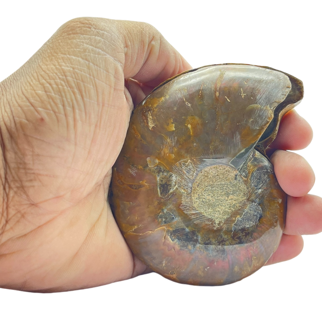 Ammonite (Cleoniceras) Sliced