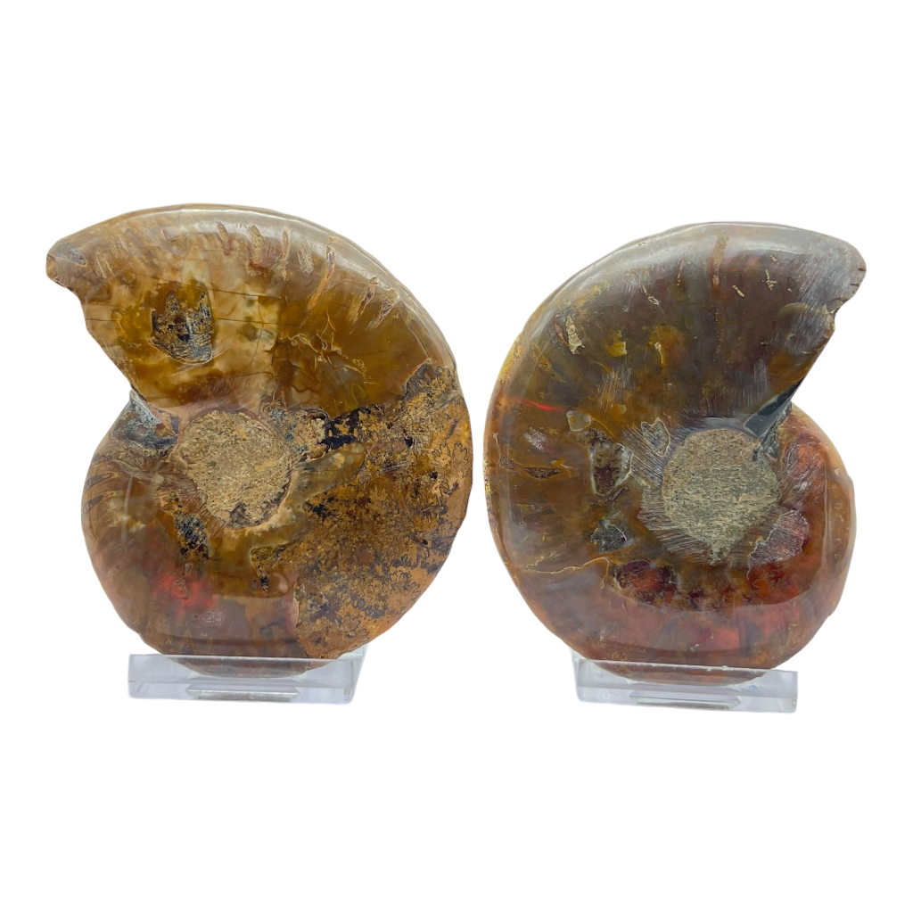 Ammonite (Cleoniceras) Sliced