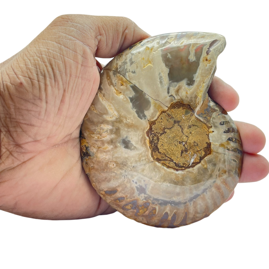Ammonite (Cleoniceras) Sliced