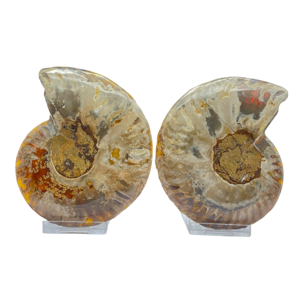 Ammonite (Cleoniceras) Sliced