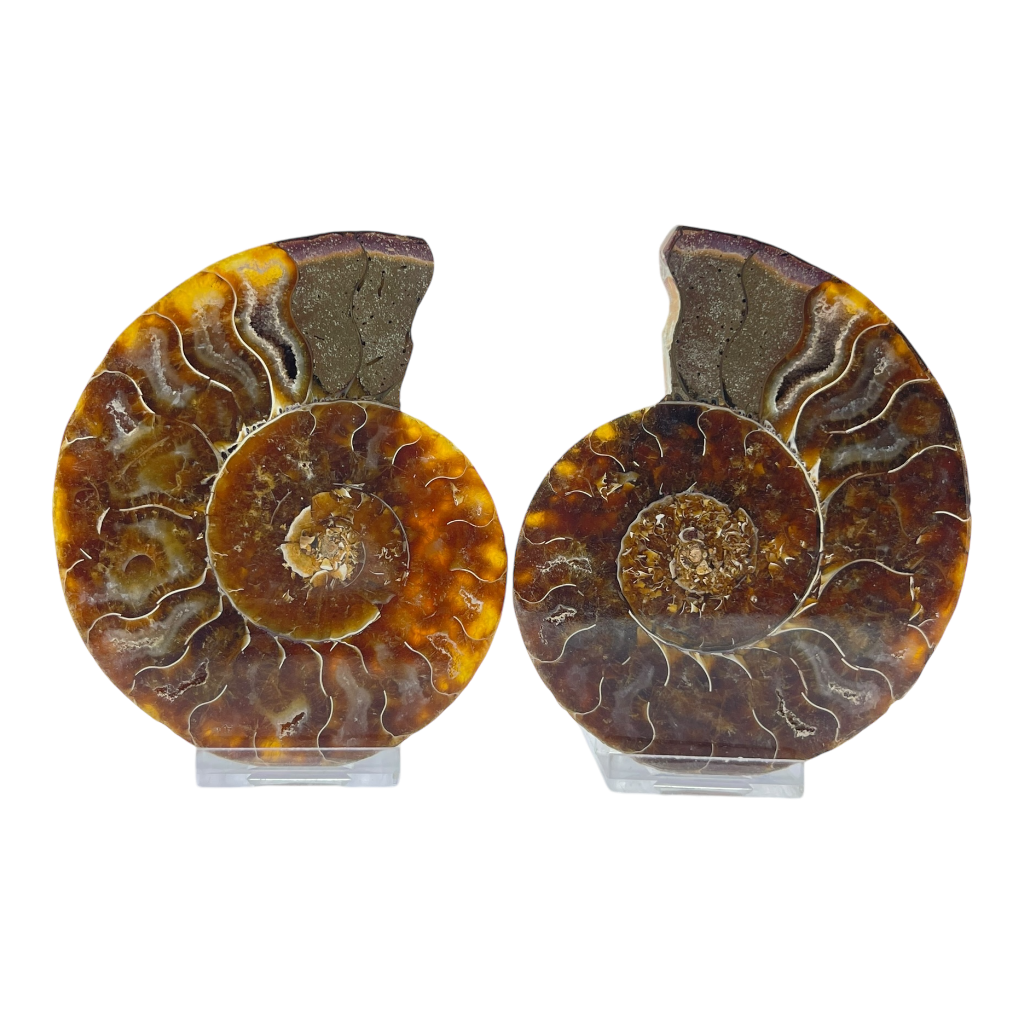Ammonite (Cleoniceras) Sliced