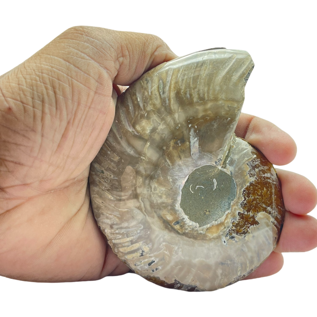 Ammonite (Cleoniceras) Sliced