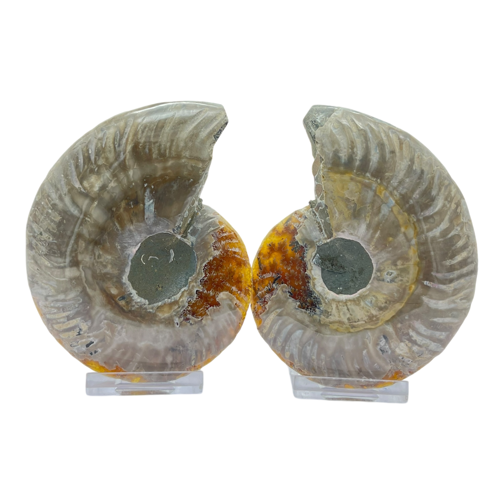 Ammonite (Cleoniceras) Sliced