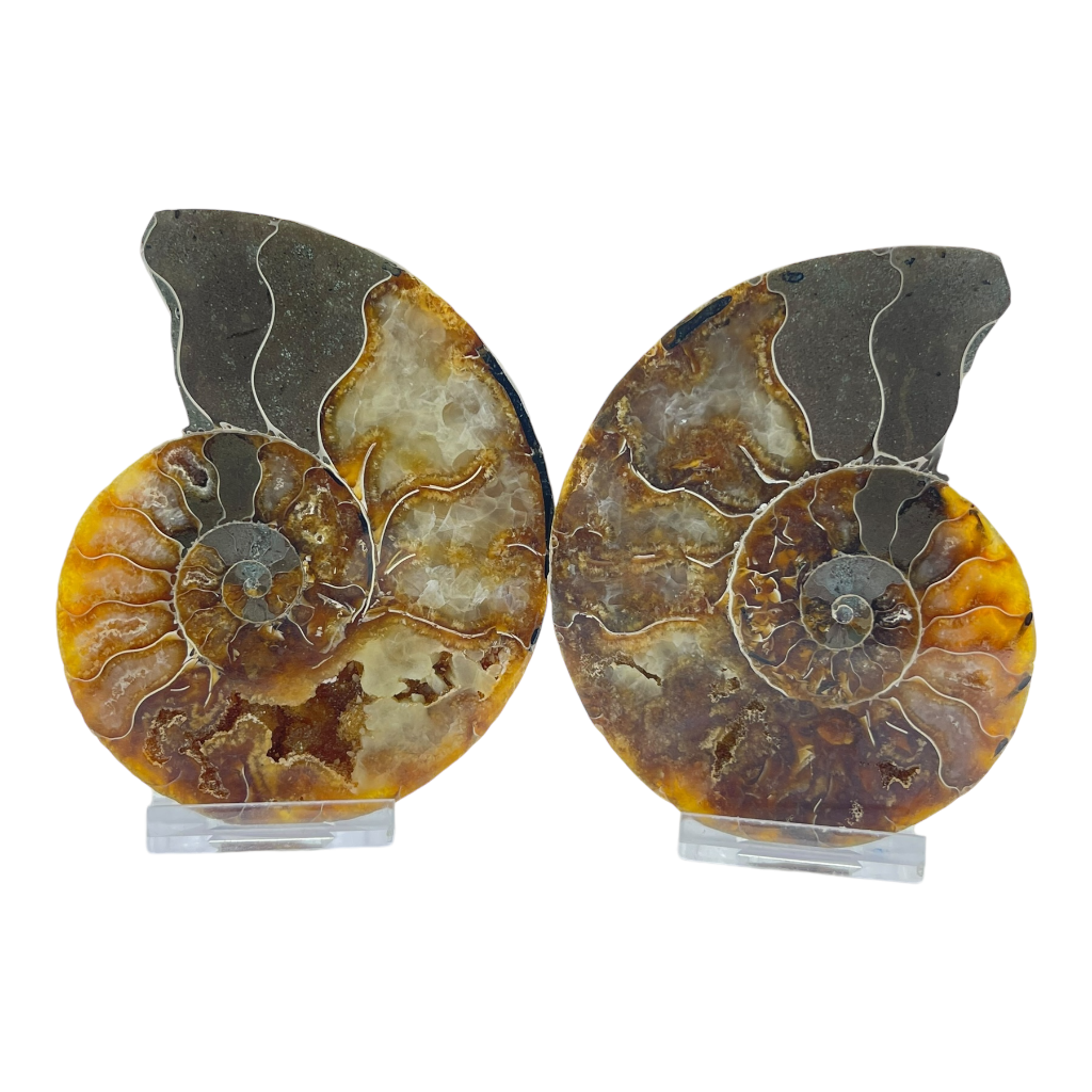 Ammonite (Cleoniceras) Sliced