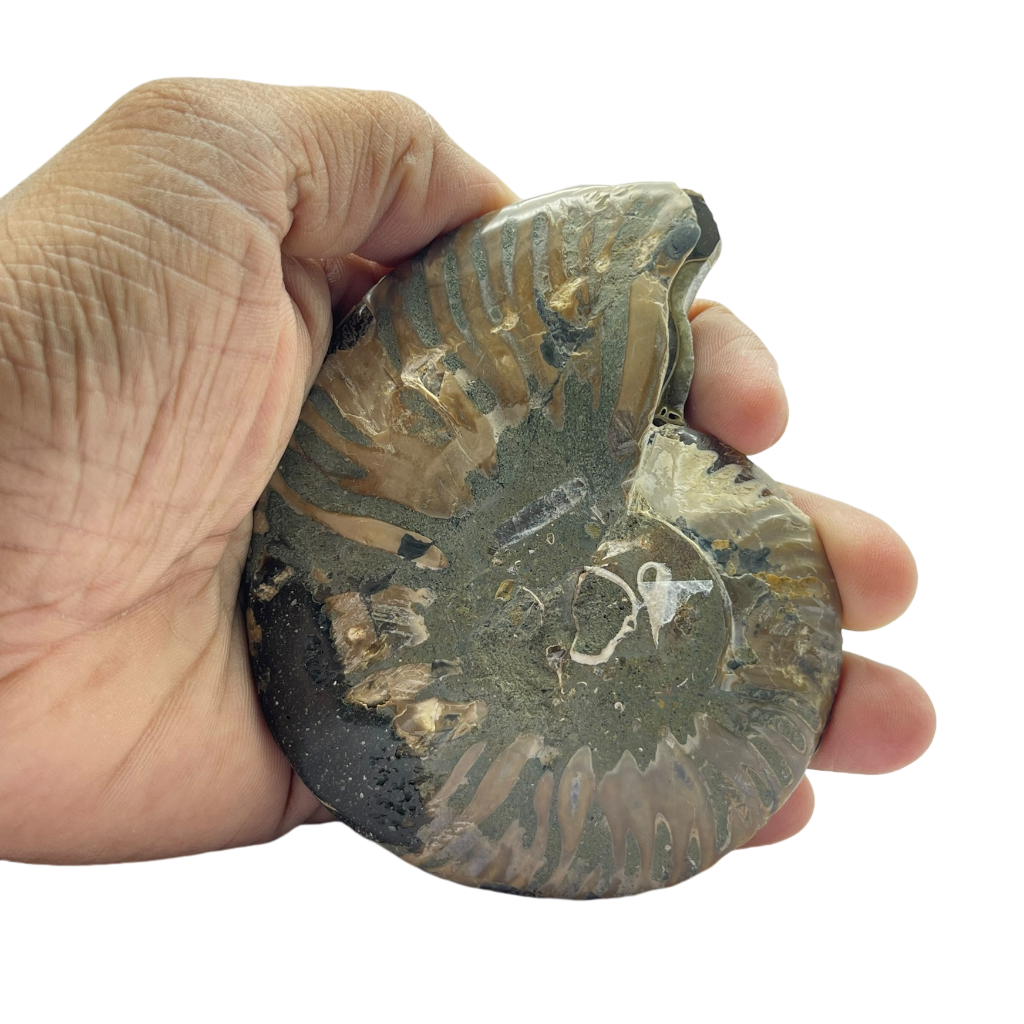 Ammonite (Cleoniceras) Sliced