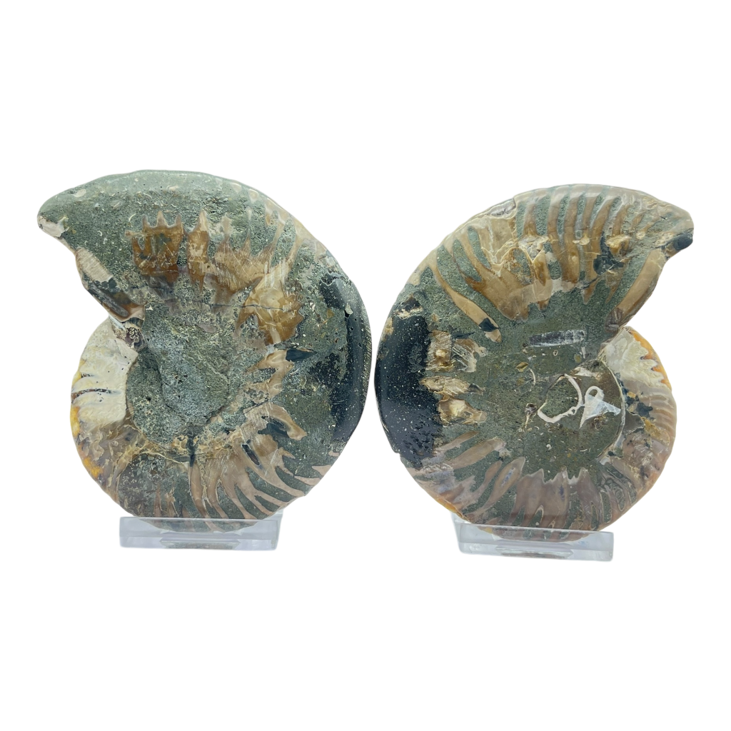 Ammonite (Cleoniceras) Sliced