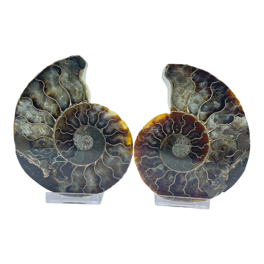 Ammonite (Cleoniceras) Sliced