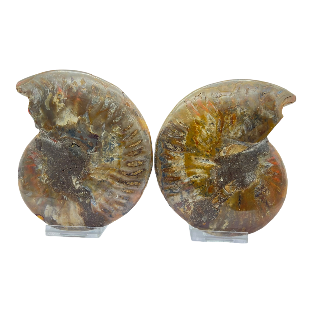 Ammonite (Cleoniceras) Sliced