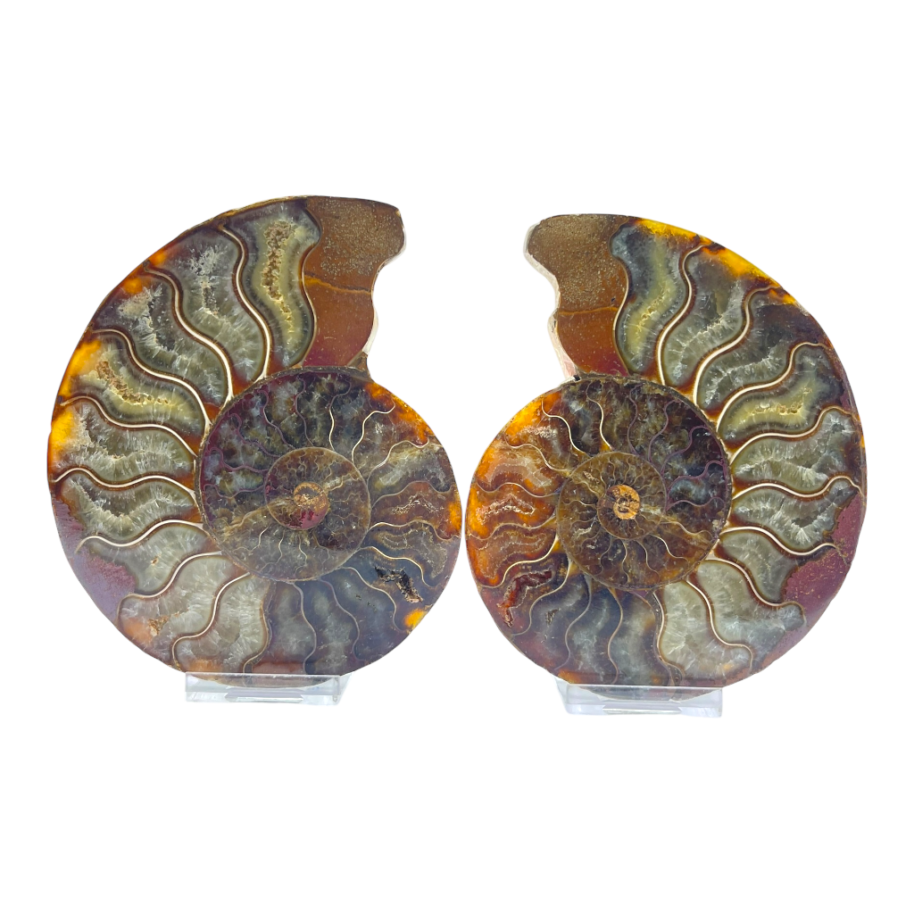 Ammonite (Cleoniceras) Sliced