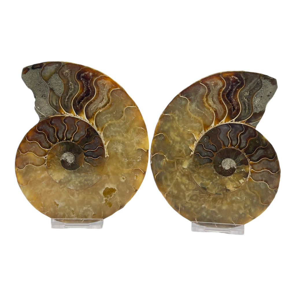 Ammonite (Cleoniceras) Sliced