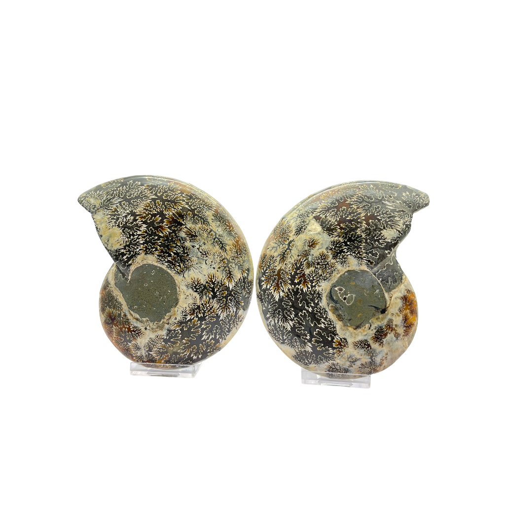 Ammonite (Cleoniceras) Sliced