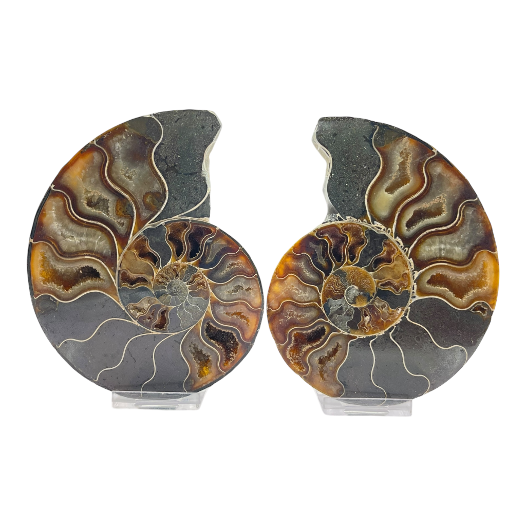 Ammonite (Cleoniceras) Sliced