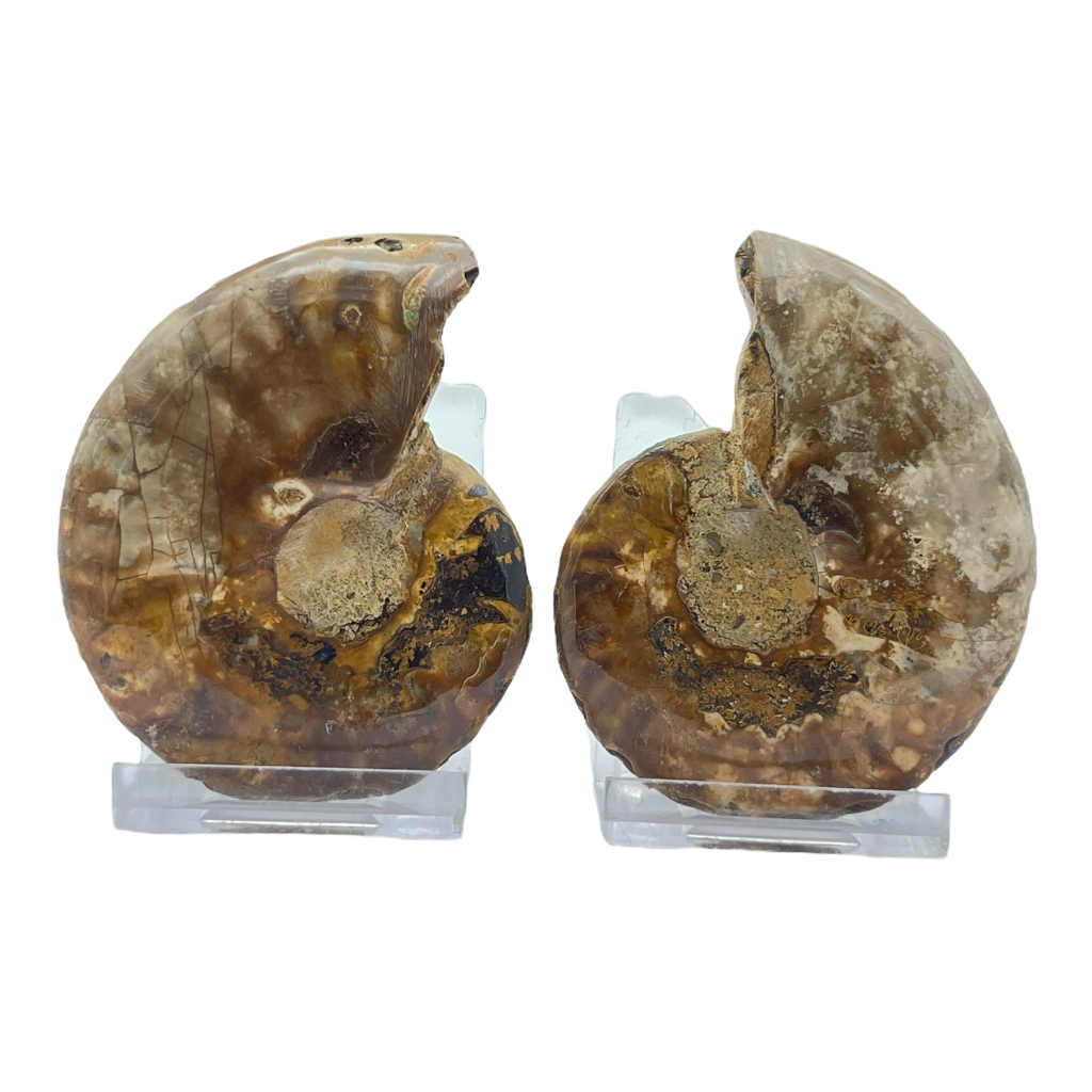 Ammonite (Cleoniceras) Sliced