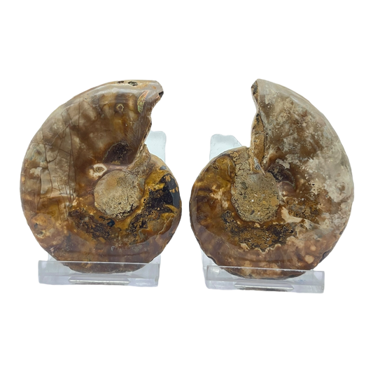 Ammonite (Cleoniceras) Sliced