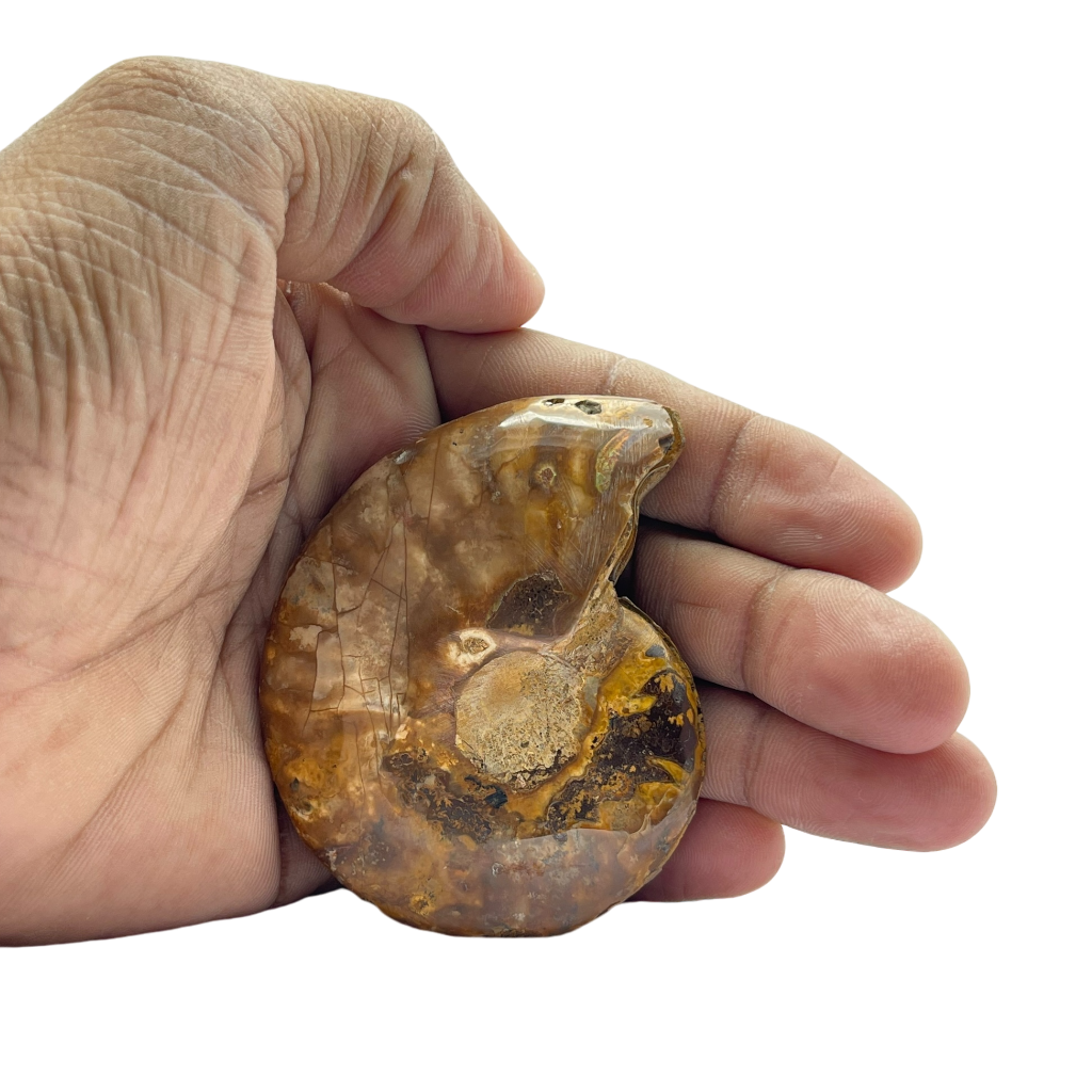 Ammonite (Cleoniceras) Sliced