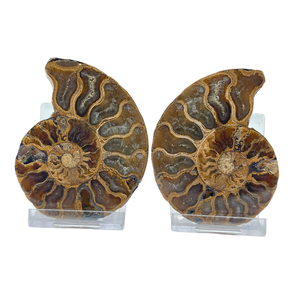 Ammonite (Cleoniceras) Sliced